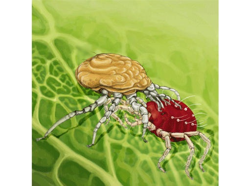 Rote Spinne (Panonychus ulmi) Raubmilbe (Typhlodromus pyri) wissenschaftliche illustration Nützling Schädlingsbeschämpfung Schädling Beneficial insects vs. pests Predatory mite